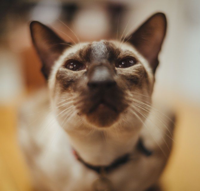 Percy with the Voigtlander 35mm F1.2